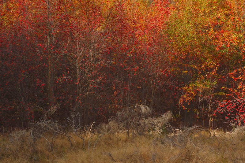 Shades of autumn